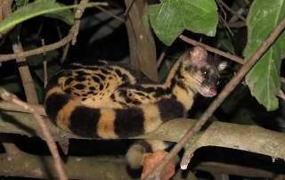 Expedition Borneo May 2016