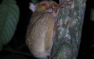 Expedition Borneo May 2016