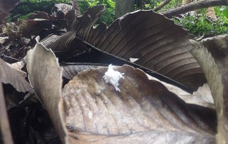 Expedition Borneo May 2016