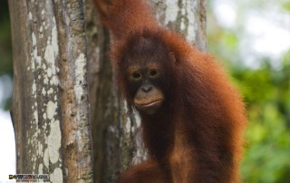 Expedition Borneo