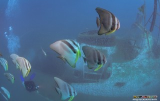 Wreck Dive Site Kota Kinabalu Sabah